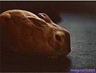 Photo de Lapin Bb