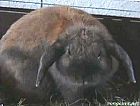 Photo de Lapin Babs