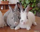 Photo de Lapin Babys