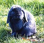 Photo de Lapin Baloo