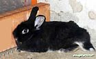 Photo de Lapin Bambou