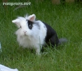 Photo de Lapin 	Bambou	