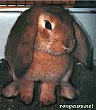 Photo de Lapin Bambou