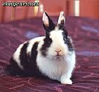 Photo de Lapin 	Bandit	