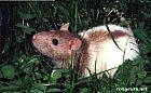 Photo de Rat Barbelle