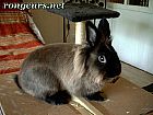 Photo de Lapin 	Barbon	