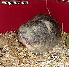 Photo de Cochon d Inde 	Barnaby	