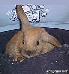 Photo de Vos Preferes Bellu