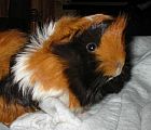 Photo de Cochon d Inde 	Benny