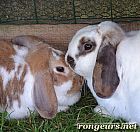 Photo de Lapin Bertha Et Flappy