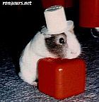 Photo de Cochon d Inde Billy