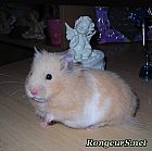 Portrait de 	Biscotte	