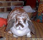 Photo de Lapin Biscotte