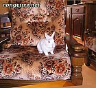 Photo de Lapin 	Bisous	