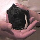 Photo de Cochon d Inde Blacky