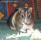 Photo de Cochon d Inde 	Bleny	