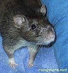 Photo de Rat Citrouille