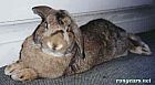Photo de Lapin Bouboule