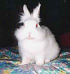 Photo de Lapin Bouchon