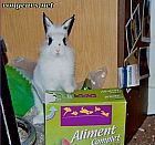 Photo de Lapin 	Bouddha	