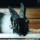 Photo de Lapin Briber