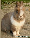 Photo de Lapin 	Brigoulette	