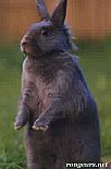 Photo de Lapin Brossier