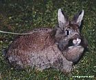 Photo de Lapin Gribouille