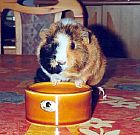 Photo de Cochon d Inde Brunette