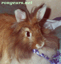 Photo de Lapin Bubulle
