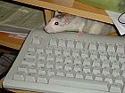Photo de Rat Buffy