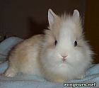 Photo de Lapin 	Buggs	