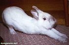 Photo de Lapin Bunny