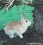 Photo de Lapin Bunny