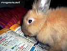 Portrait de 	Bunny Lecture News	