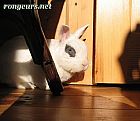 Photo de Lapin 	Bunny	