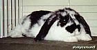 Photo de Vos Preferes Bunny