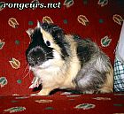 Photo de Cochon d Inde 	Butterfly	