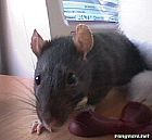 Photo de Rat C Moi