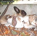 Photo de Lapin 	Cacahuette	