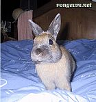 Photo de Lapin Cahuete