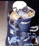 Photo de Cochon d Inde Calin