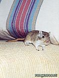 Portrait de Canelle