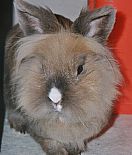 Photo de Lapin 	Canigoux	