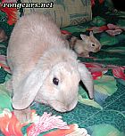 Photo de Lapin 	Cannelle	