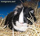 Photo de Cochon d Inde 	Capucin	