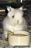 Photo de Lapin 	Capucin	
