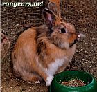 Photo de Nouveautes Caramel