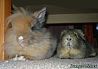 Portrait de 	Carlos Et Rodney	
