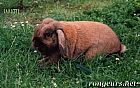 Photo de Lapin 	Carotte	